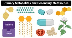 Differences between Primary Metabolites & Secondary Metabolites