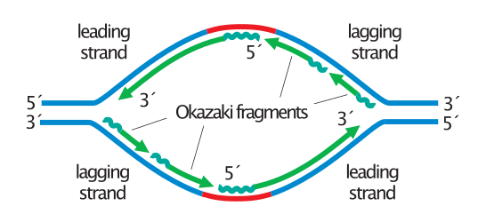 okazaki fragments in prokaryotes