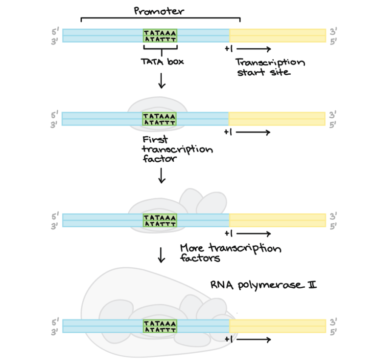 Dna Transcription Rna Synthesis Article Diagrams And Video 4565