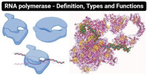 RNA polymerase - Definition, Types and Functions