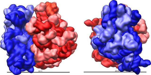 Ribosomal RNA (rRNA)
