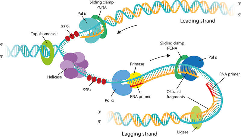 The mechanism of DNA replication