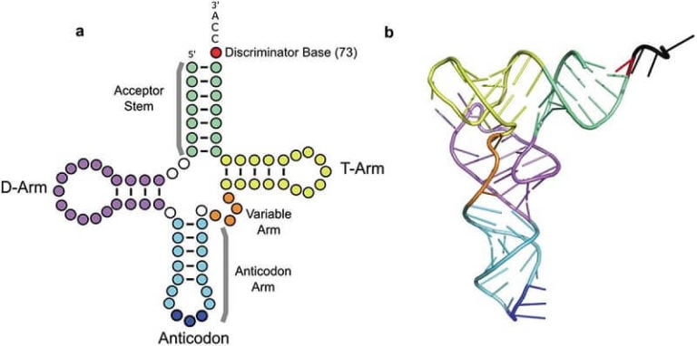 Types Of Rna With Structure And Functions Microbe Notes