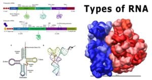 Types of RNA with Structure and Functions