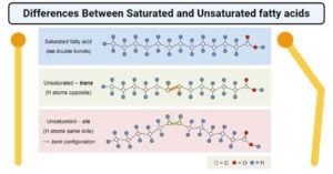 Differences Between Saturated and Unsaturated fatty acids