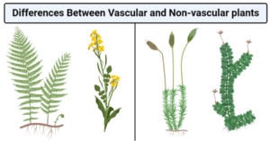 Differences Between Vascular and Non-vascular plants