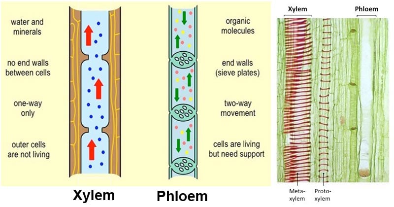 plant structure xylem and phloem