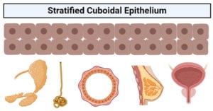 Stratified cuboidal epithelium