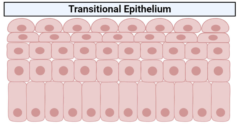 Transitional epithelium