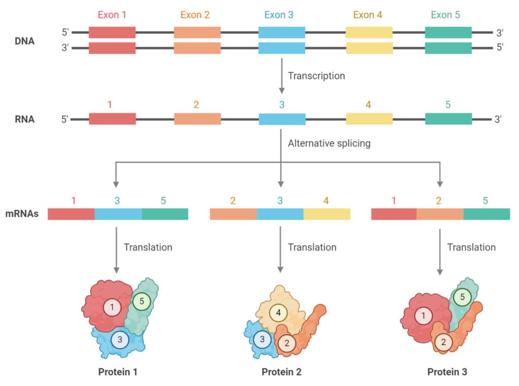 Alternative RNA Splicing