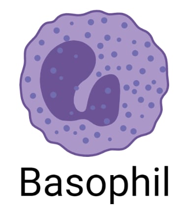 Basophils