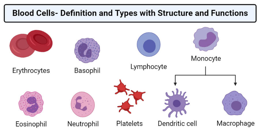 Blood Cells- Definition and Types with Structure and Functions