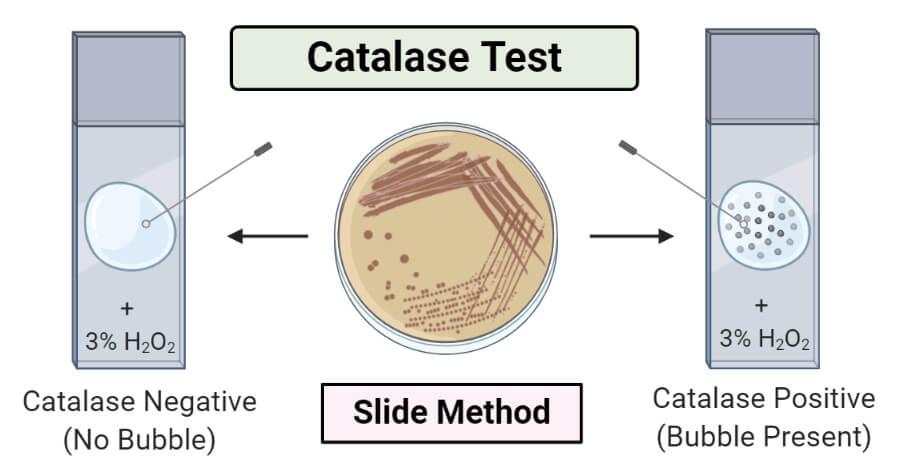 Catalase Test- Slide Method