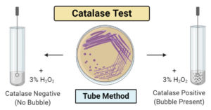 catalase test - principle, procedure, results, uses &... Catalase Test- Principle, Procedure, Types, Results, Uses
