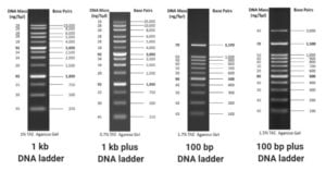 DNA Ladders