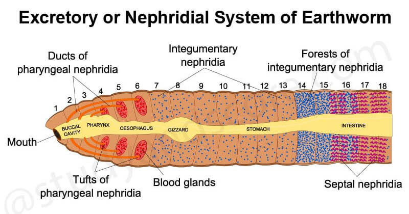 Excretory or Nephridial System of Earthworm