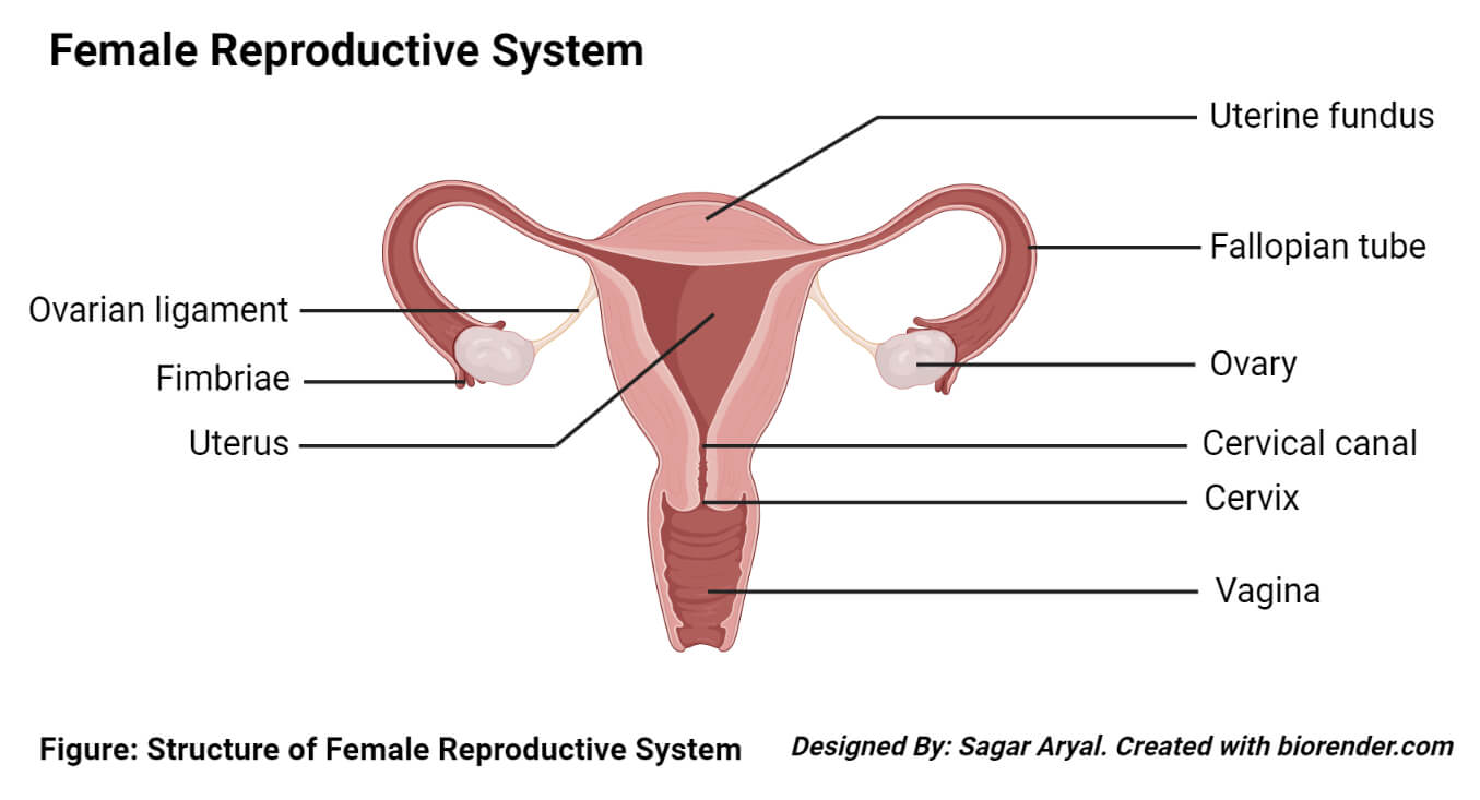 Human Female Reproductive System- Organs, Structure, Functions