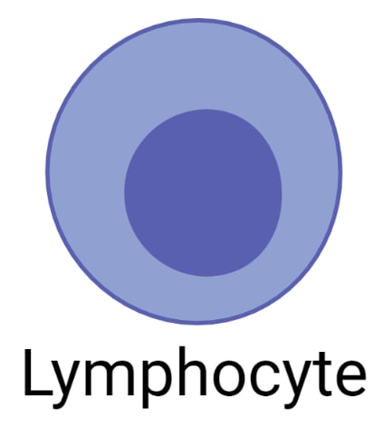 Lymphocyte