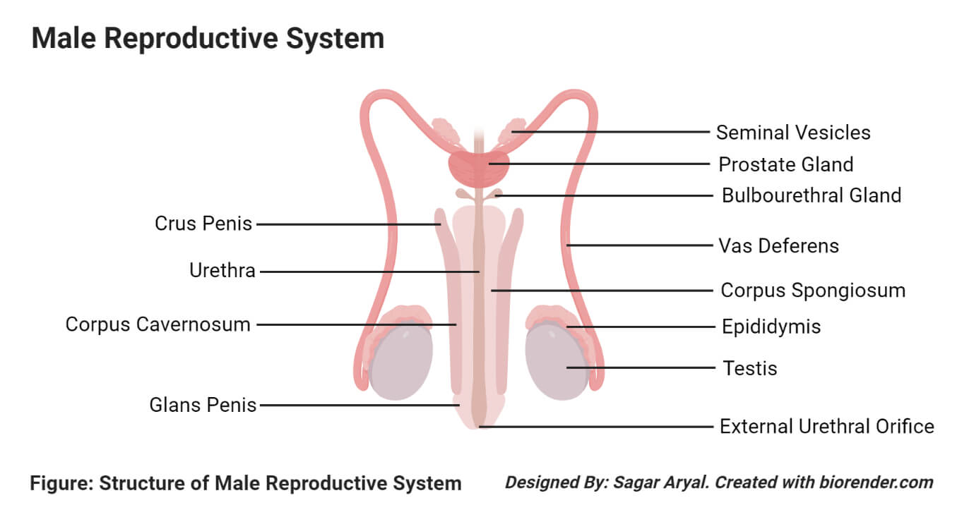 Organs of the Male Reproductive System
