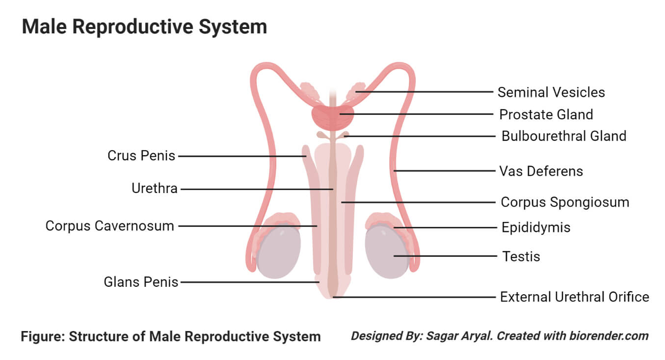 Human Male Reproductive System Organs Structure Functions