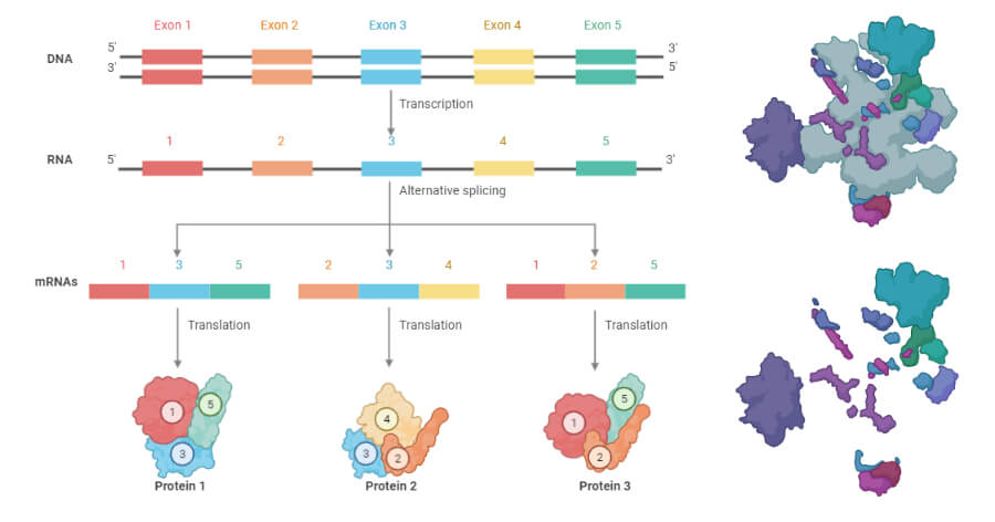 RNA Splicing- Definition, process, mechanism, types, errors, uses