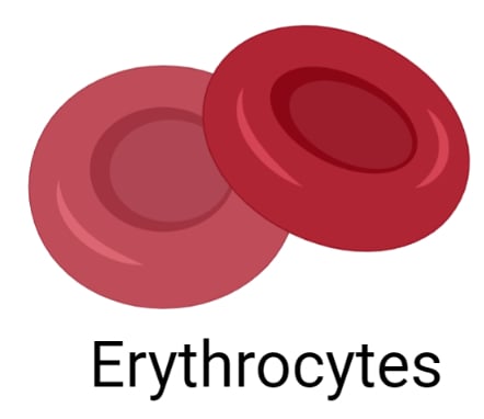 Red blood cells (RBC) or Erythrocytes