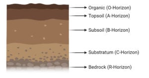 soil profile and horizons