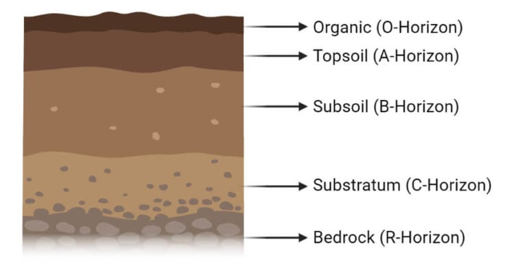 briefly-explain-soil-horizons-with-diagram-brainly-in