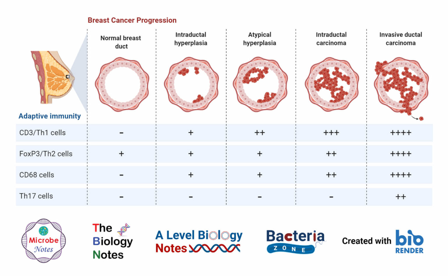 Breast Definition Structure Functions And Breast Cancer