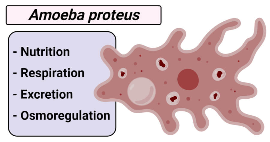 Amoeba proteus- Nutrition, Respiration, Excretion and Osmoregulation