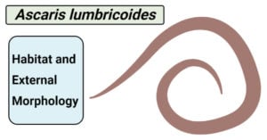 Ascaris lumbricoides- Habitat and External Morphology