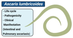 Ascaris lumbricoides- Life cycle, pathogenicity, clinical manifestation