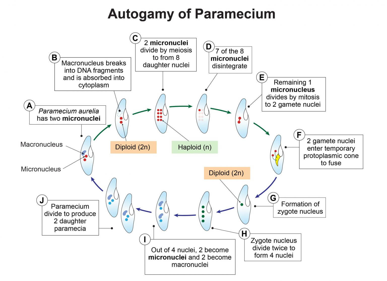 Autopamy of Paramecium