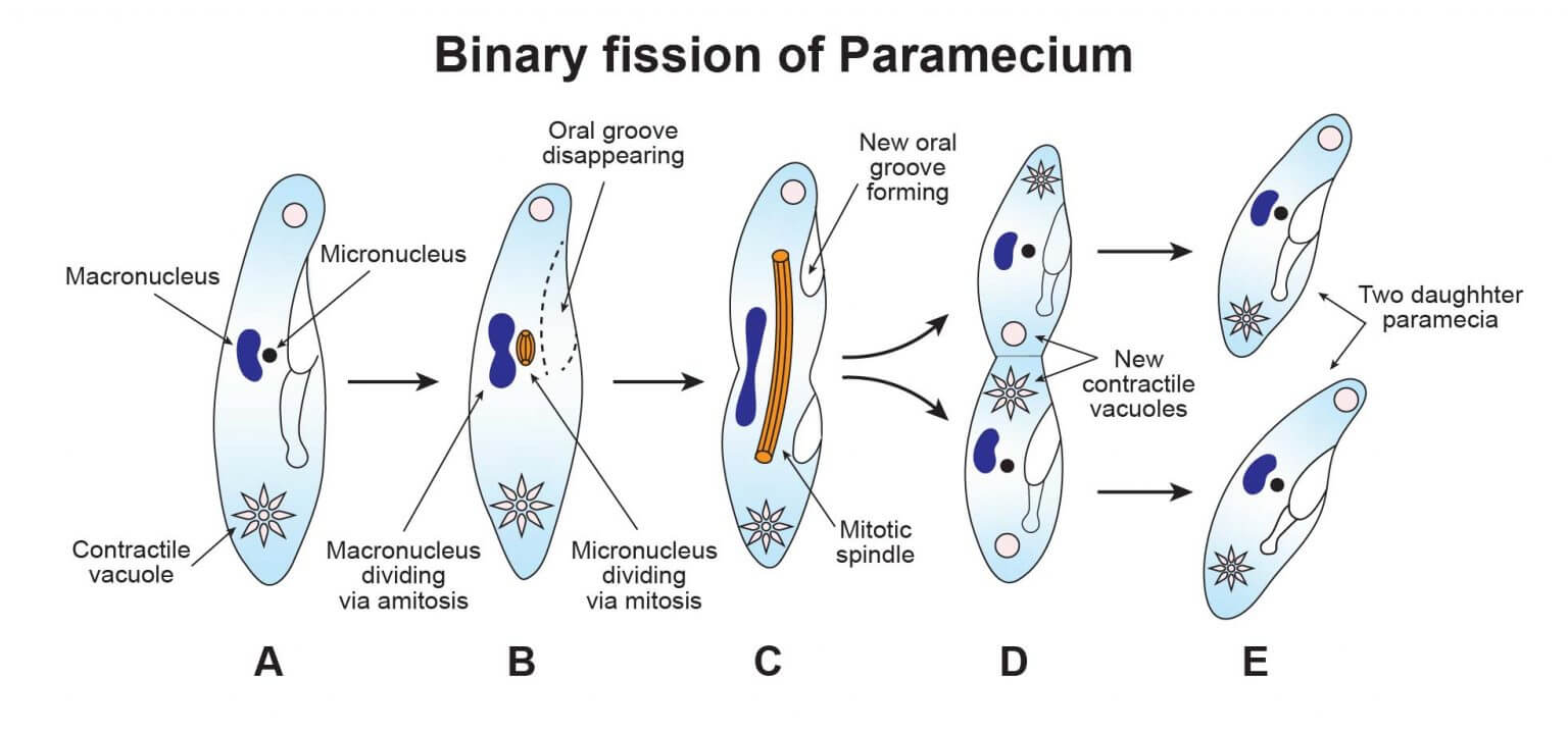 Binary fission of Paramecium