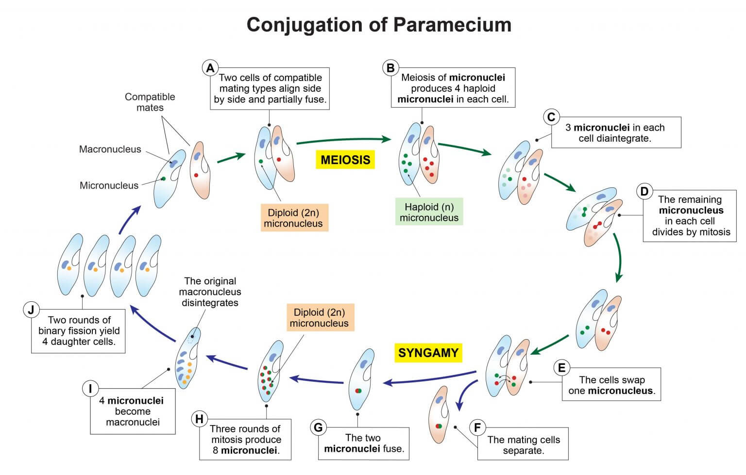 Conjugation of Paramecium