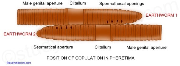 Copulation and fertilization of Earthworm