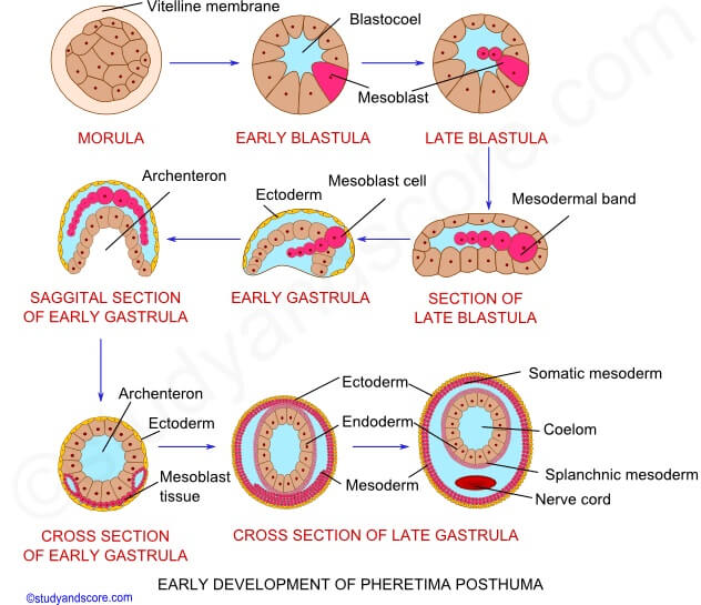 Development of Earthworm