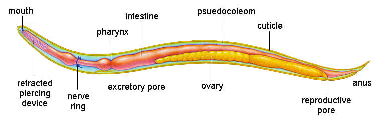 Digestive System of Ascaris lumbricoides
