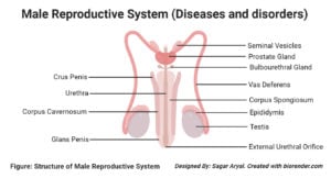 Diseases and disorders of the male reproductive system