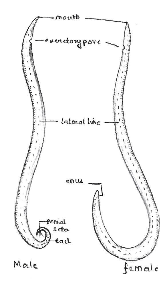 External Morphology of Ascaris lumbricoides
