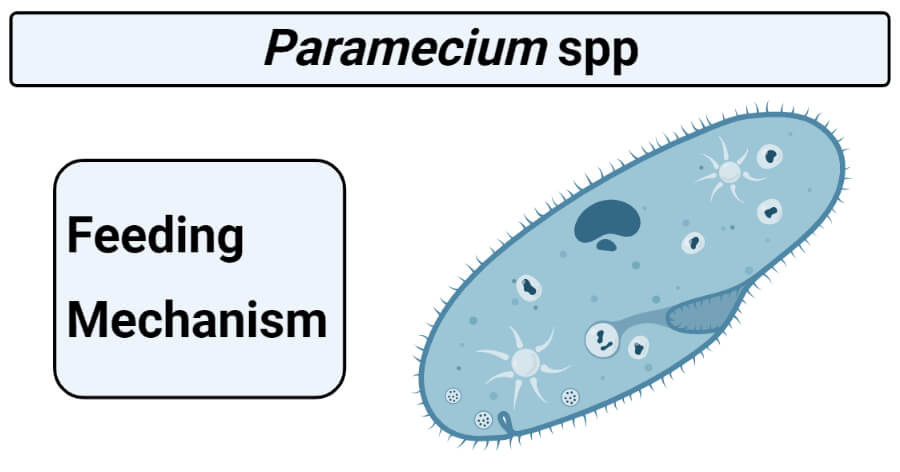 Feeding mechanism in paramecium