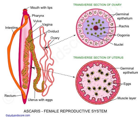 Female reproductive organs of Ascaris lumbricoides
