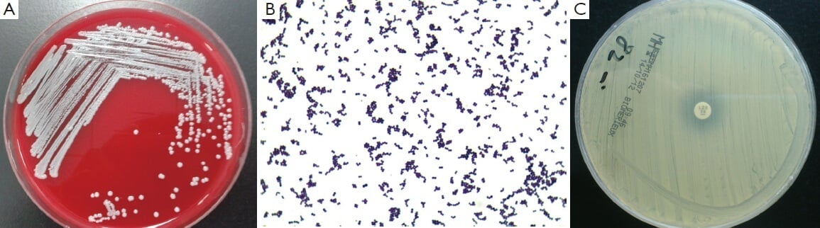 Lab Diagnosis of Staphylococcus capitis