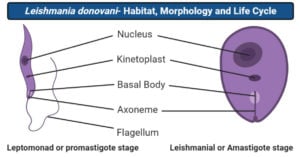 Leishmania donovani Morphology