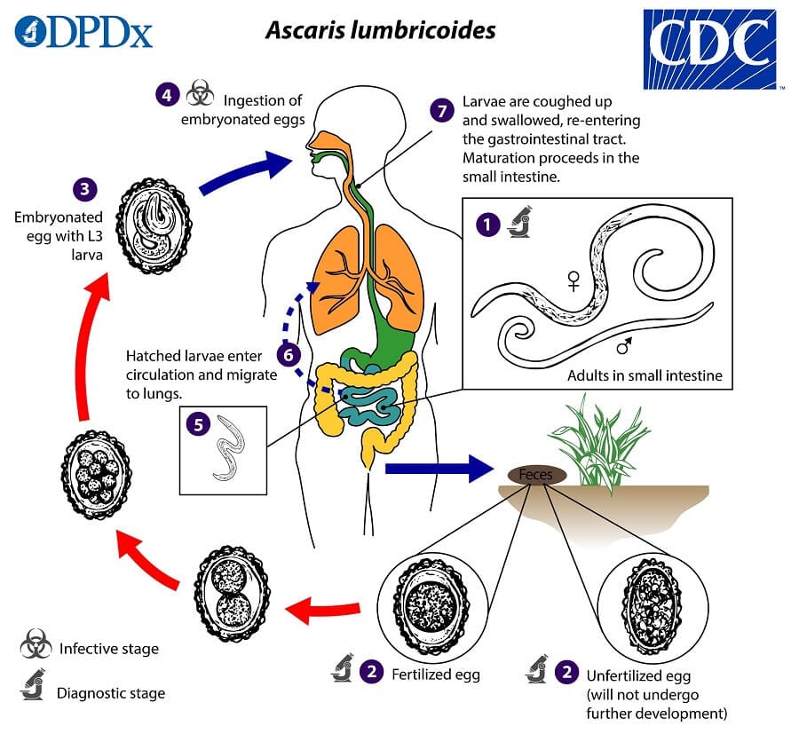 Life cycle of Ascaris lumbricoides