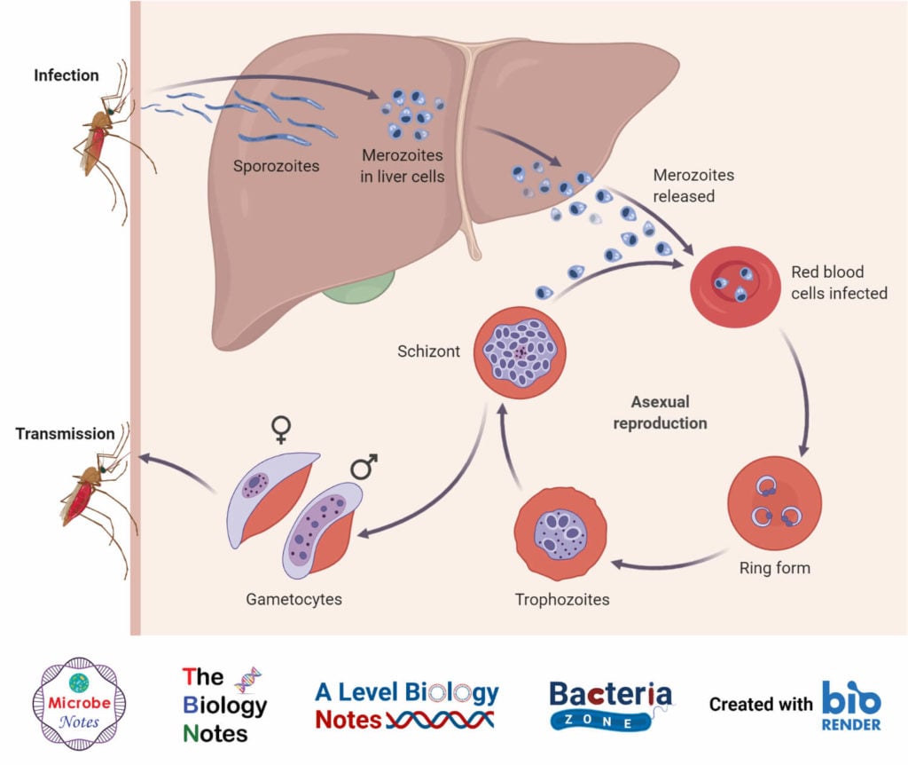 Plasmodium Vivax Life Cycle In Man And In Mosquito 4026