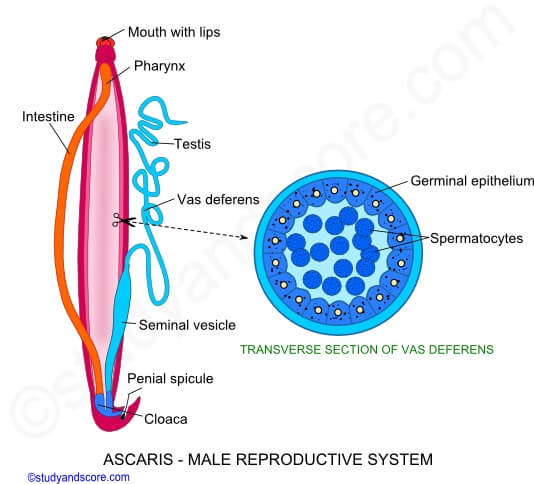 Male reproductive organs of Ascaris lumbricoides