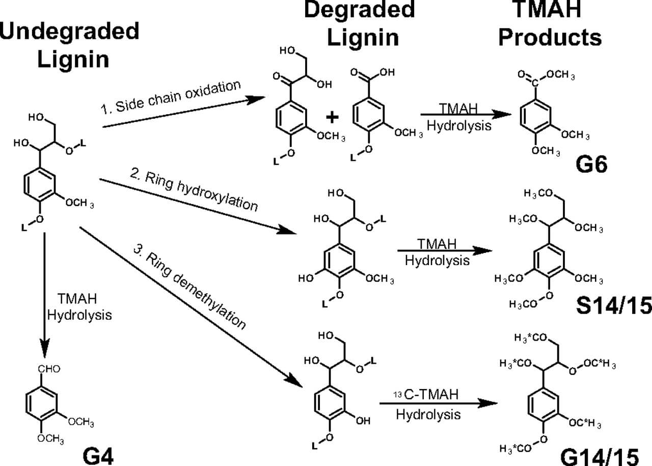 Mechanisms of microbial degradation of lignin