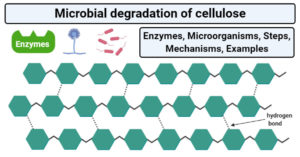 Microbial degradation of cellulose (Enzymes, Steps, Mechanisms)
