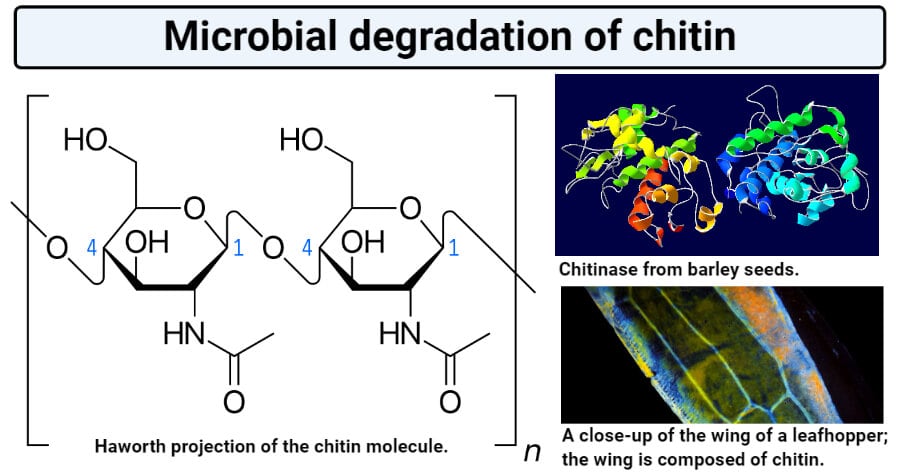 Microbial degradation of chitin